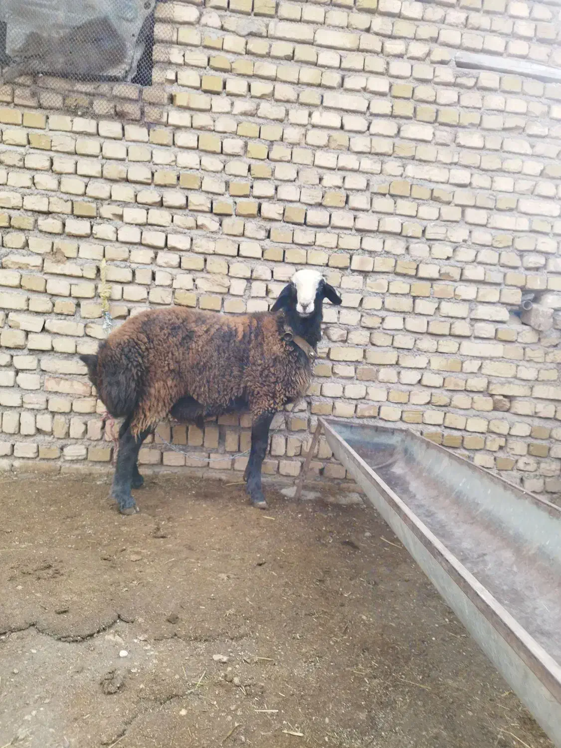 قوچ شال|حیوانات مزرعه|دشتابی, |دیوار