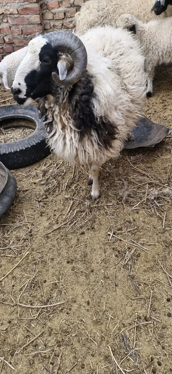 بره نر|حیوانات مزرعه|یزدان شهر, |دیوار