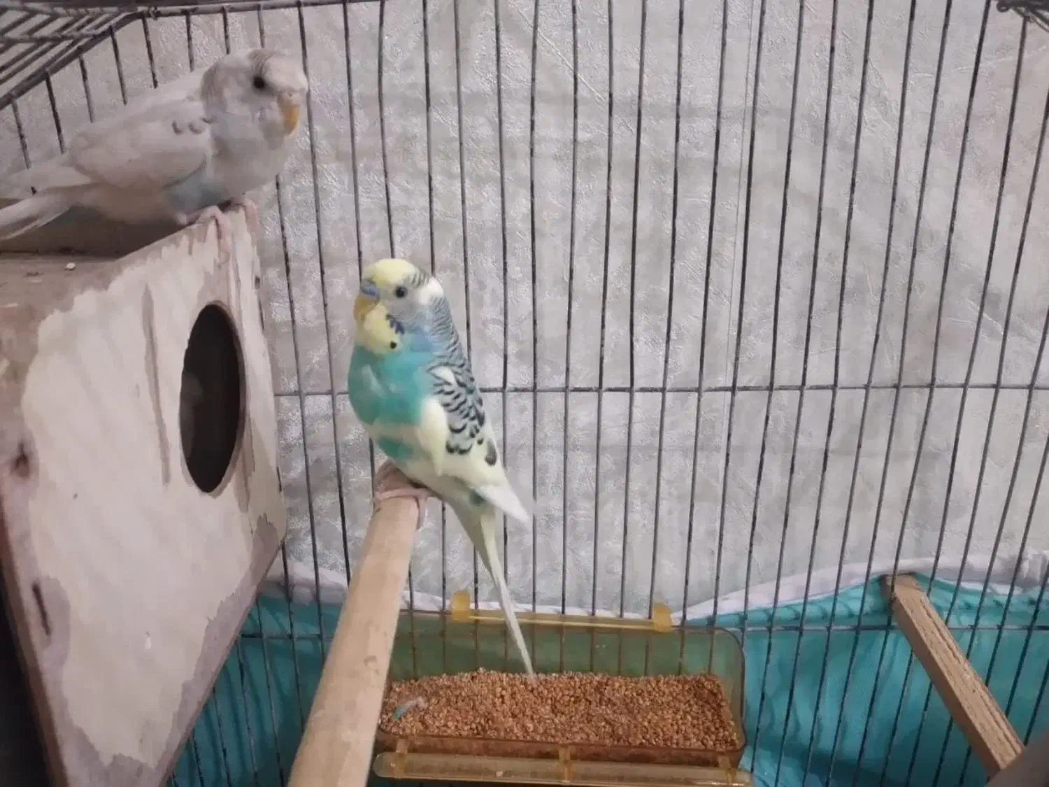 یک جفت مرغ عشق|پرنده|مشهد, کوی پلیس|دیوار