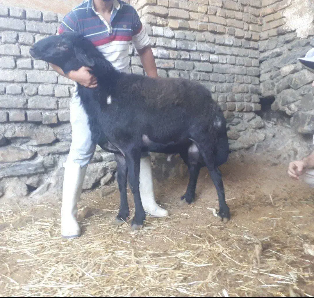 بره قوچ و شیشک همو افشار و قزل افشار|حیوانات مزرعه|مشهد, دانشجو|دیوار