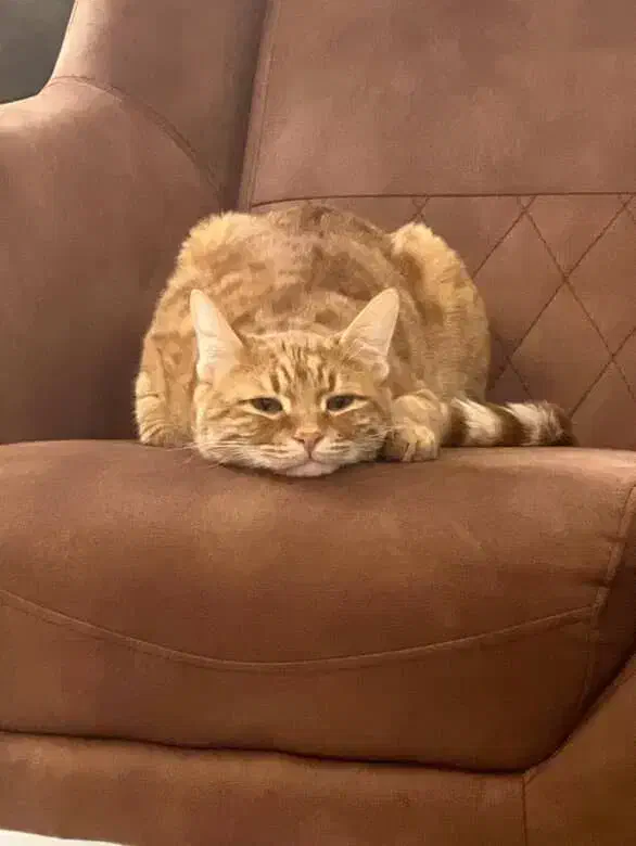 واگذاری رایگان|گربه|صفادشت, |دیوار