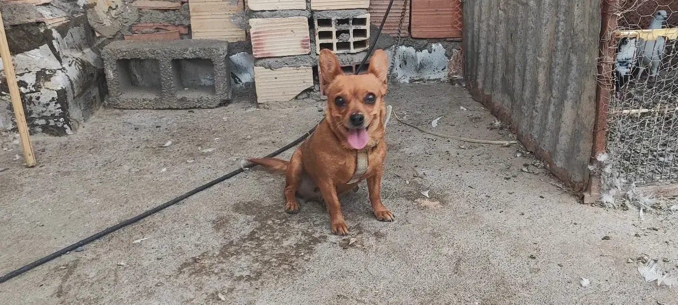 گمشده|سگ|بم, |دیوار