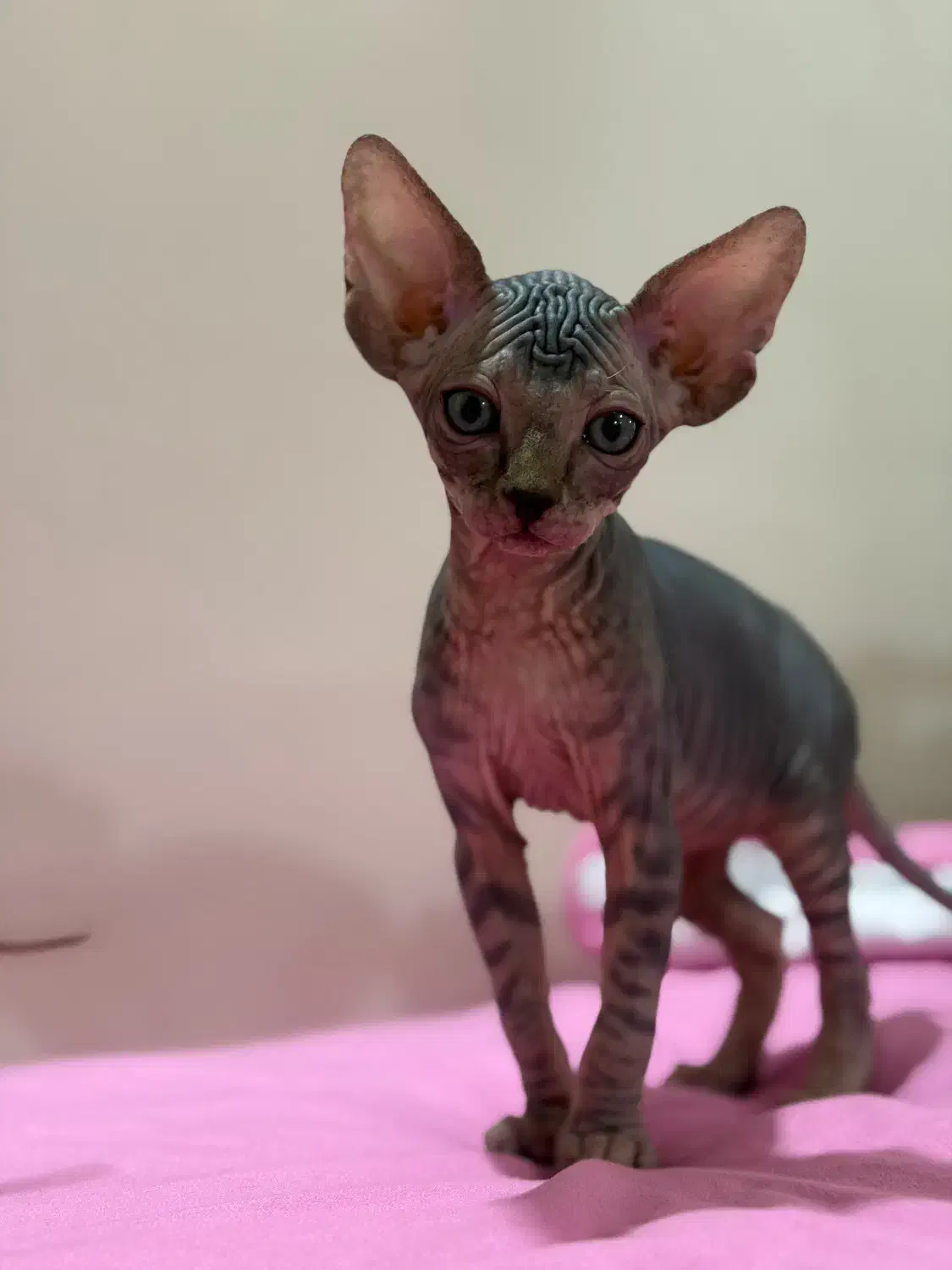 اسفینکس گربه بی مو|گربه|تهران, چیتگر شمالی|دیوار