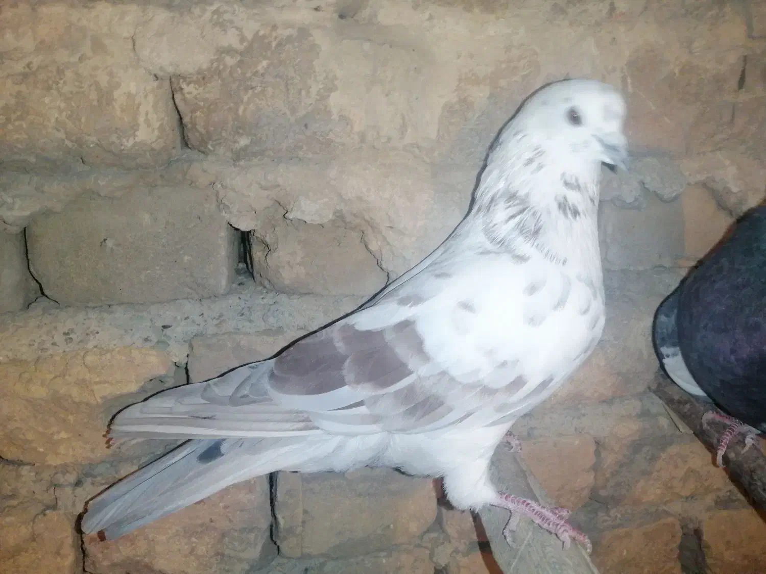 کبوتر|پرنده|محمدشهر, محمدشهر|دیوار