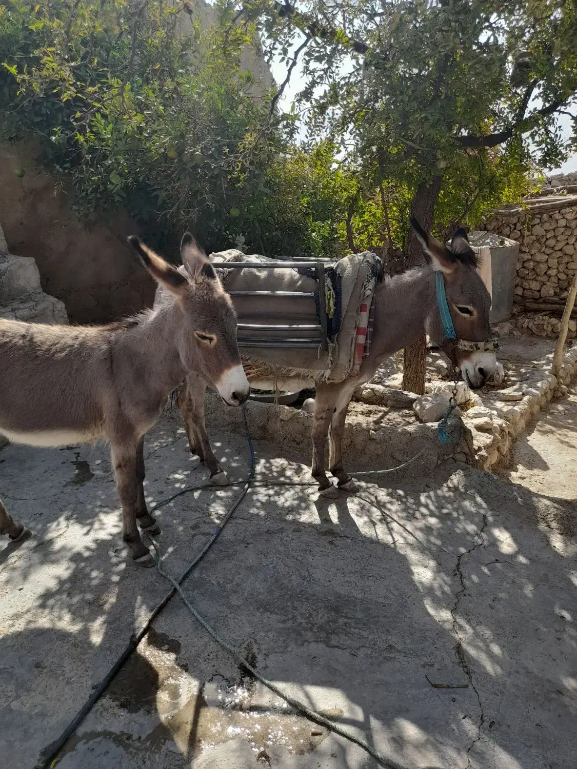 الاغ ماده|حیوانات مزرعه|کوهمره, |دیوار