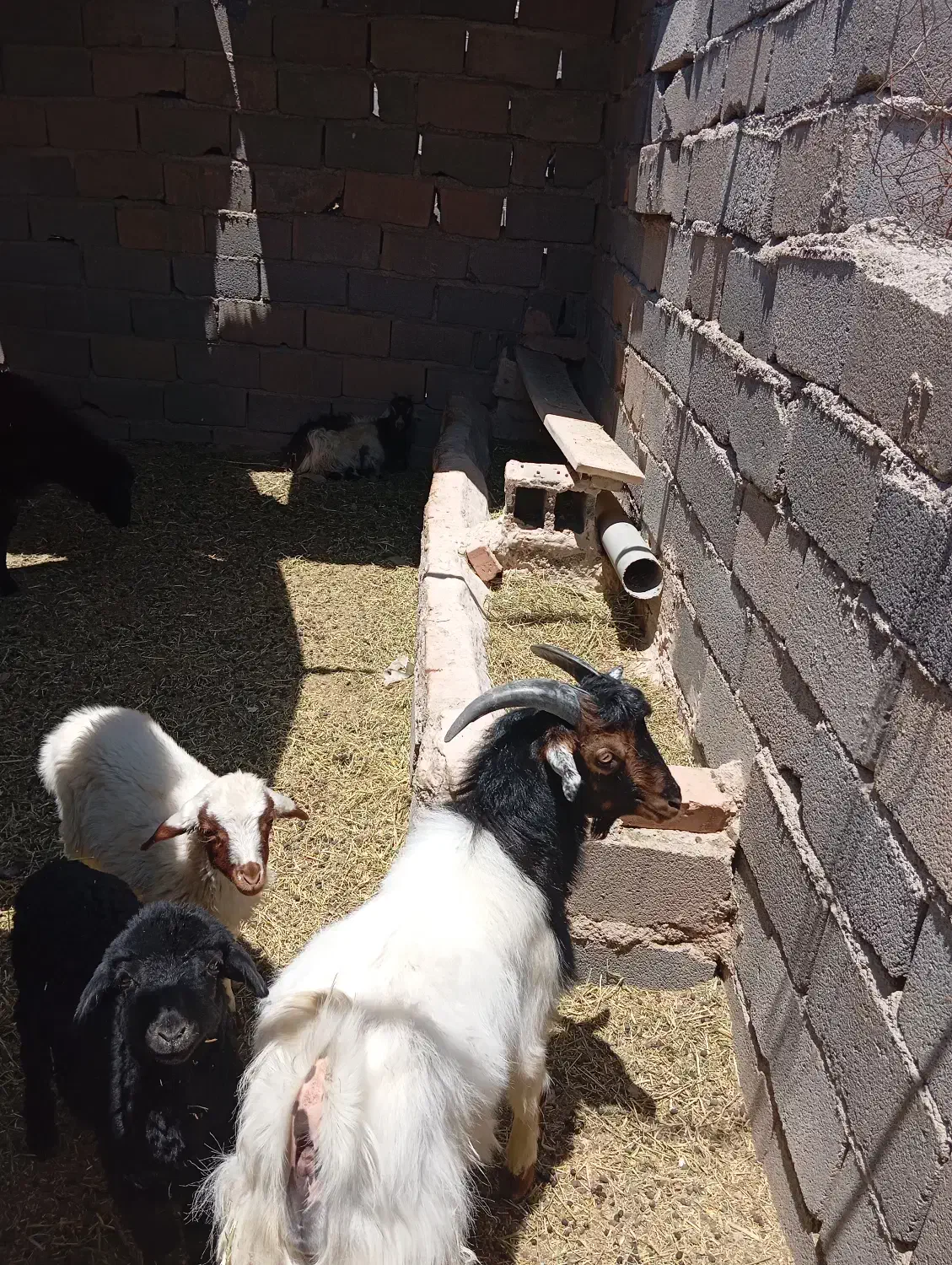 دزدی|حیوانات|ورامین, ورامین|دیوار