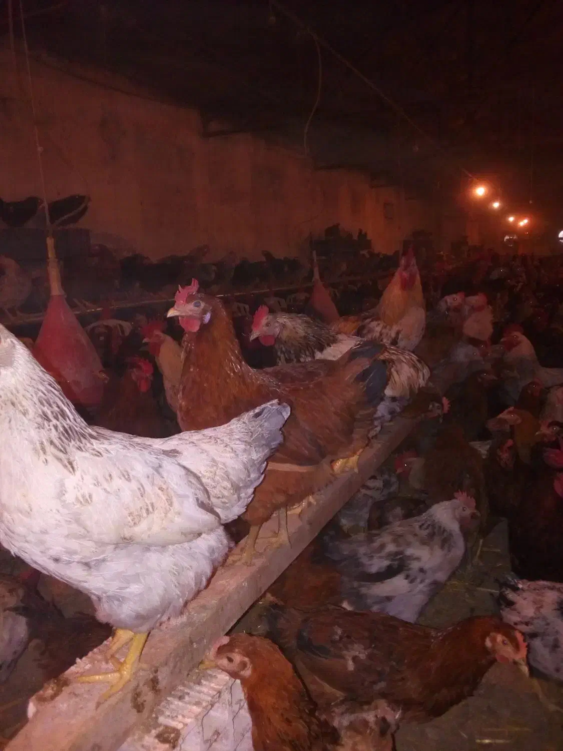 تخم نطفه دار جهت جوجه کشی|حیوانات مزرعه|گرگان, |دیوار