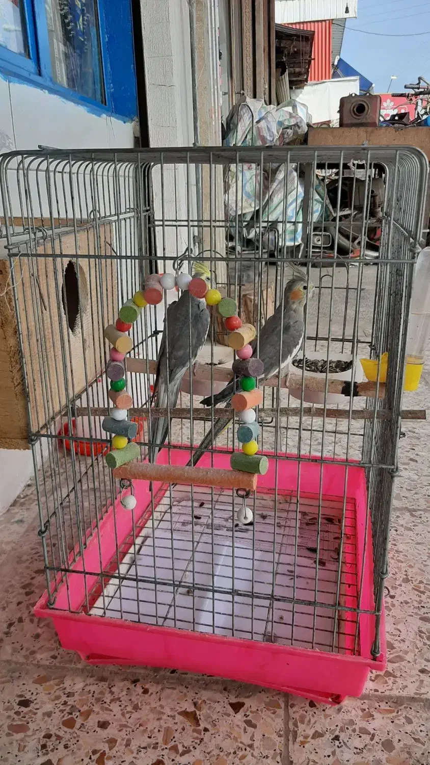 عروس هلندی|پرنده|تالش, جوکندان|دیوار