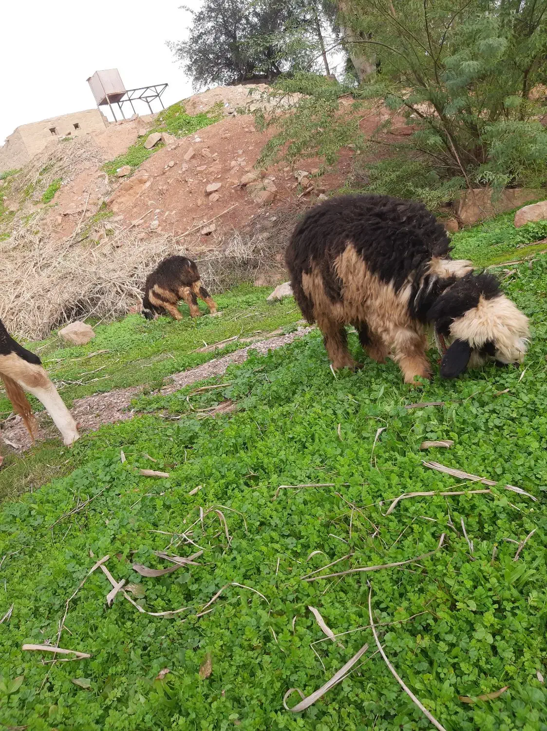 کوه ماده|حیوانات مزرعه|مسجد سلیمان, |دیوار