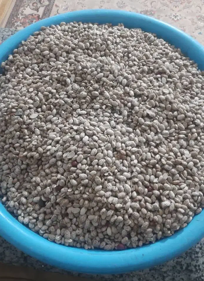 لوبیا چیتی|خوردنی و آشامیدنی|پلدختر, |دیوار