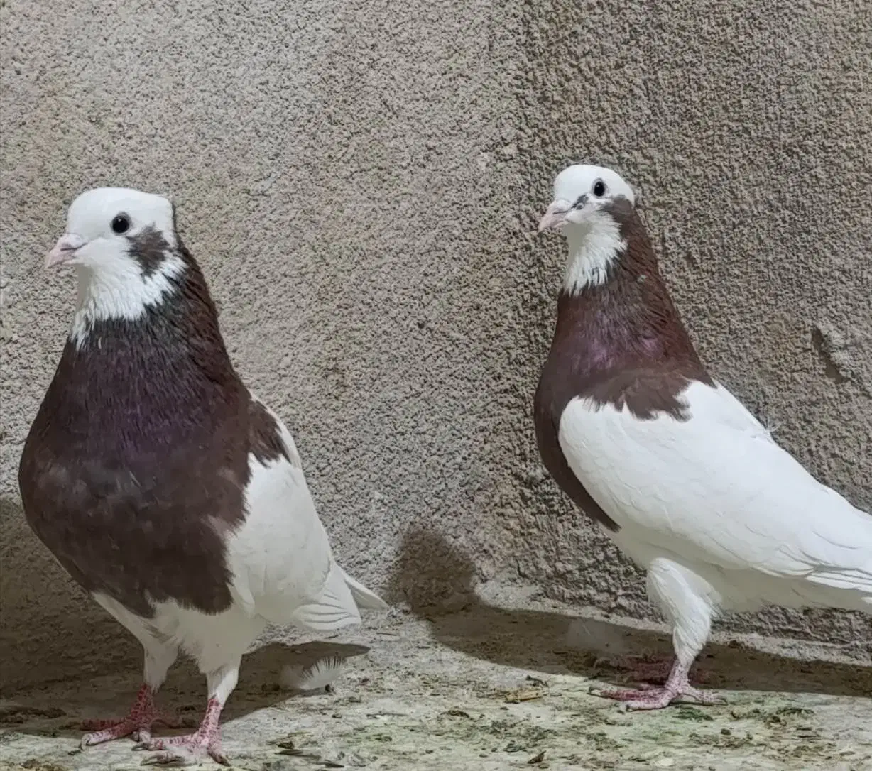 طوقی سه بردار بلندپرواز و بازیکن|پرنده|شیراز, گلکوب|دیوار