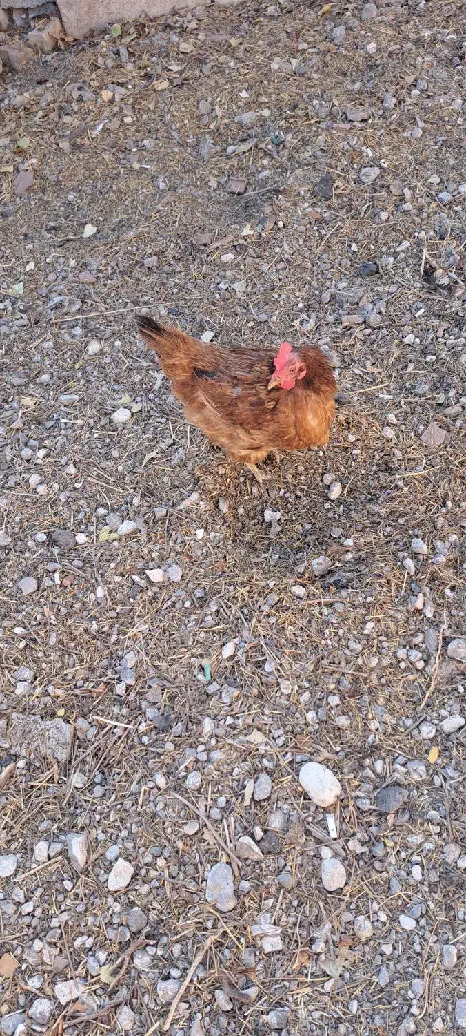 مرغ محلی|حیوانات مزرعه|ارشق, |دیوار