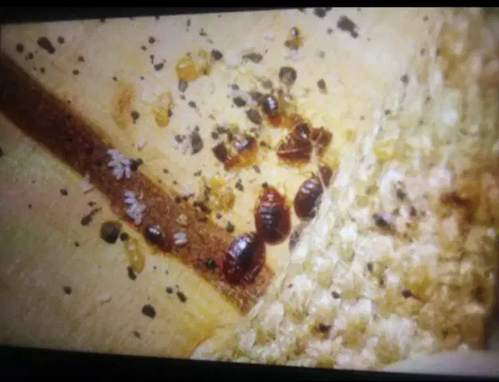 سم پاشی منازل شما با نازل ترین قیمت|خدمات نظافت|نیشابور, پنجراه|دیوار