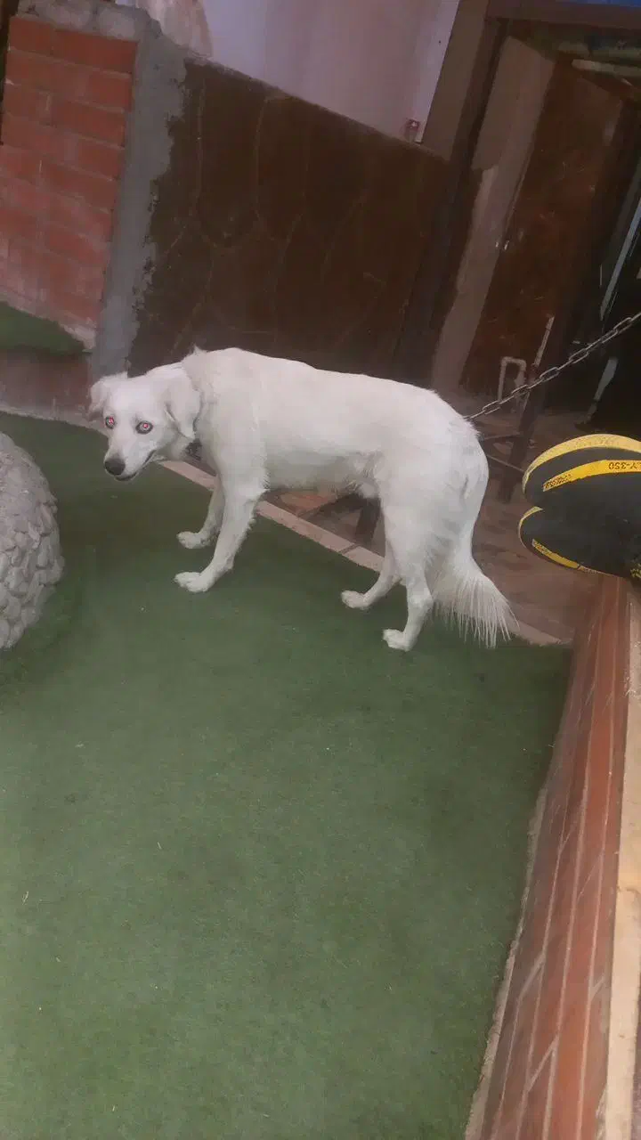 سگ هاسکی خونگی|سگ|خمینیشهر, |دیوار