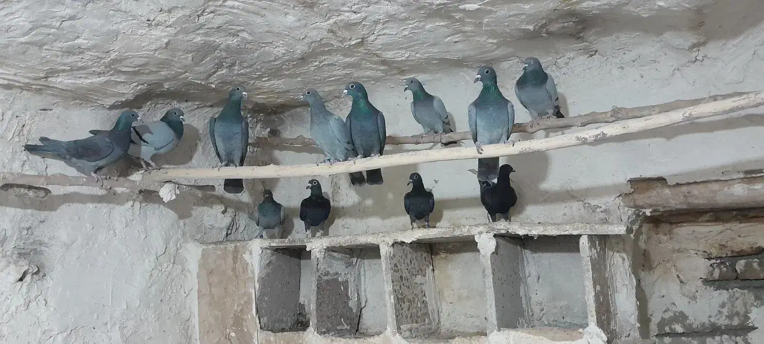 کبوتر  مسا فتی|پرنده|چگنی, |دیوار