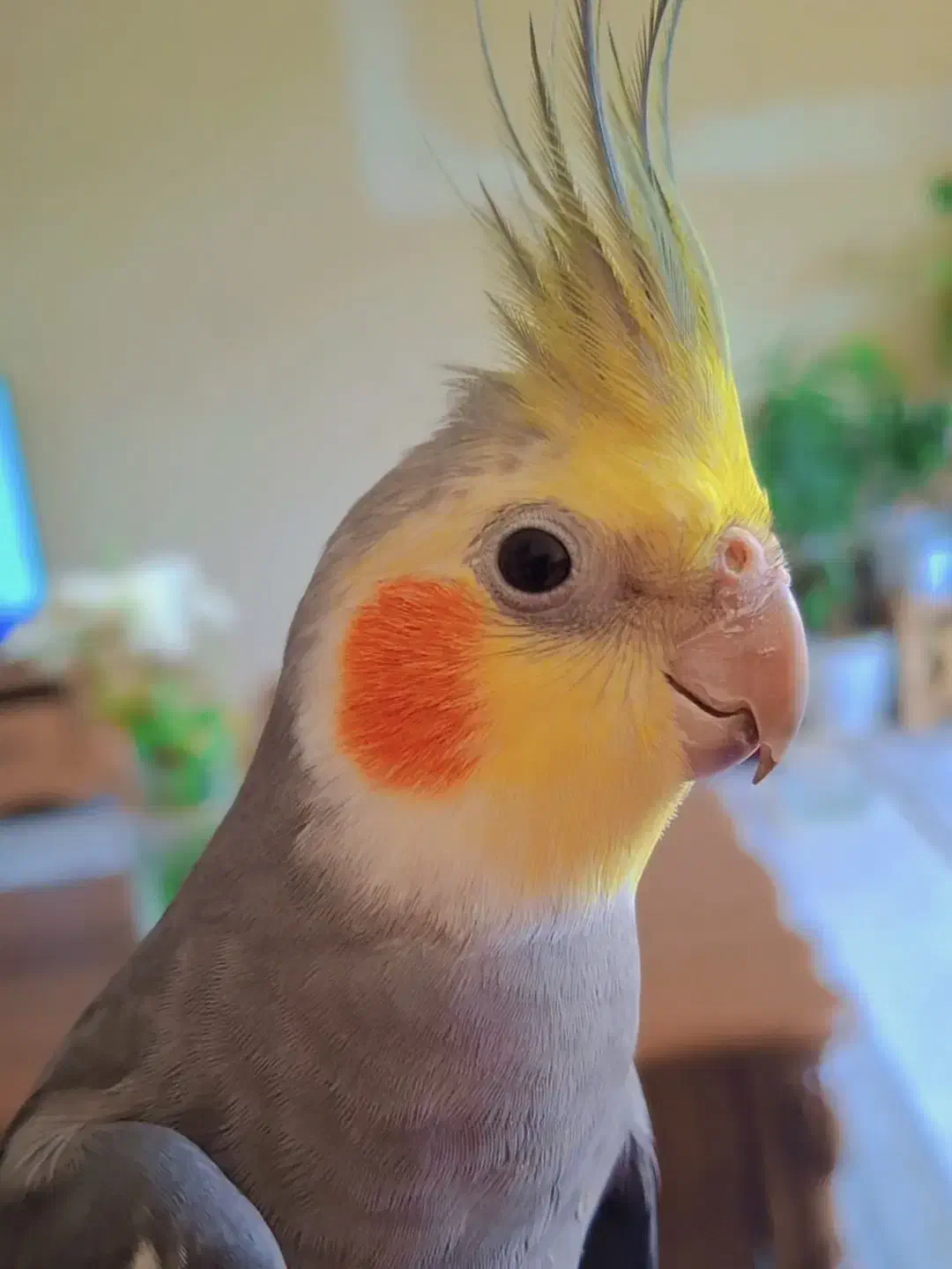 یه طوطی هلندی گم شده|حیوانات|اهواز, کوی کربن|دیوار