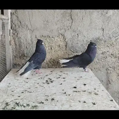 کبوتر زاغ دم سفید|پرنده|ابریشم, |دیوار