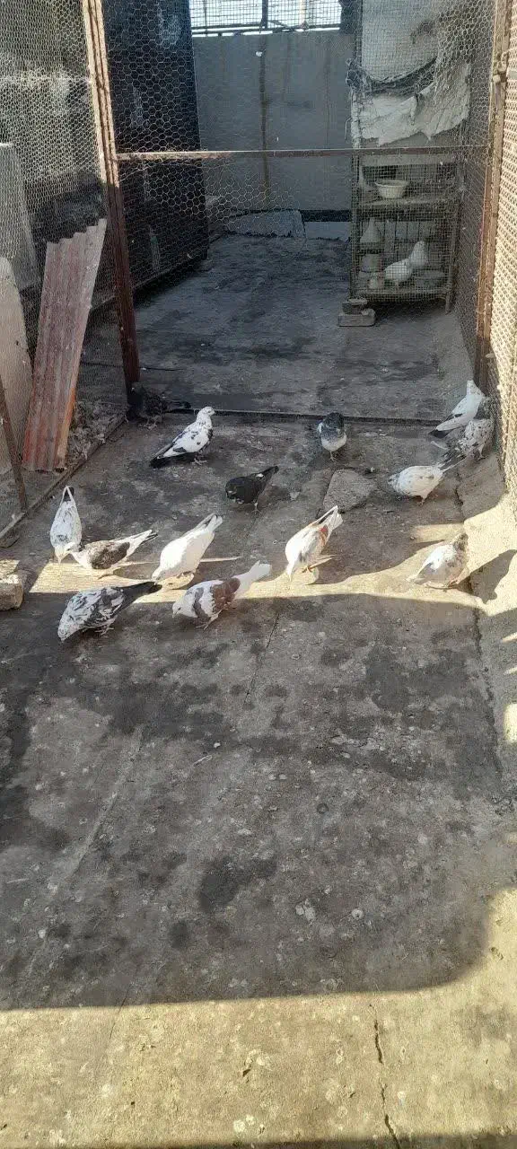 کبوتر گرفتنی|پرنده|سمنان, |دیوار