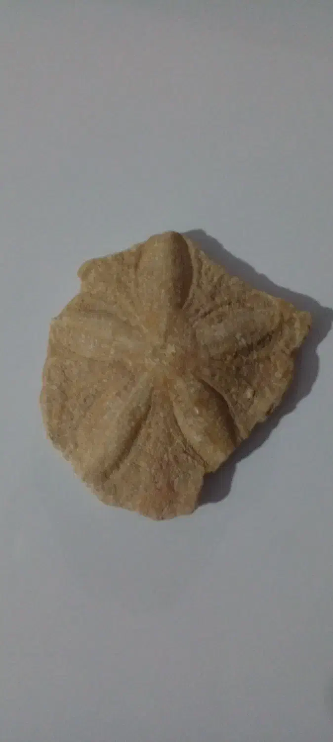 فسیل|کلکسیون اشیاء عتیقه|شوط, |دیوار