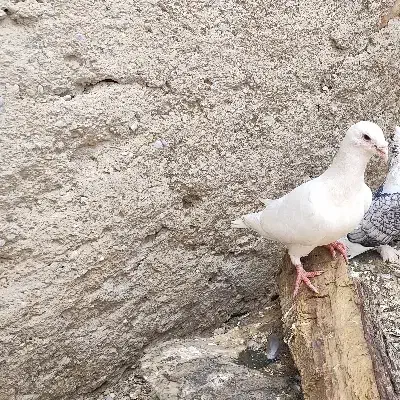 کبوتر|پرنده|کوه چنار, |دیوار