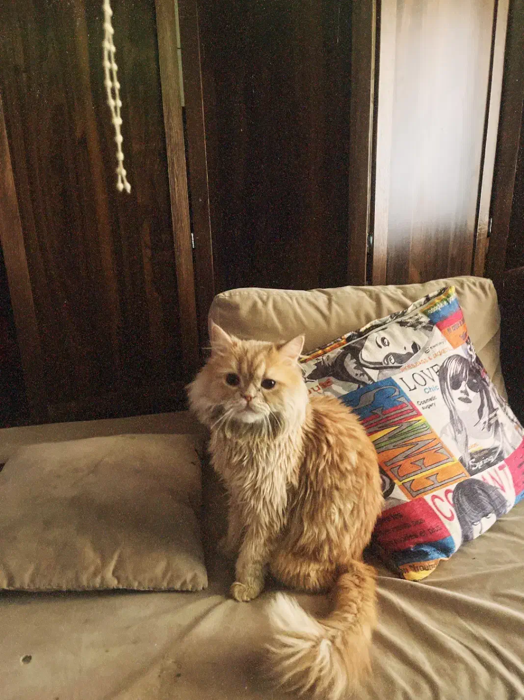 گربه گمشده|گربه|شاهینشهر, گزبرخوار|دیوار