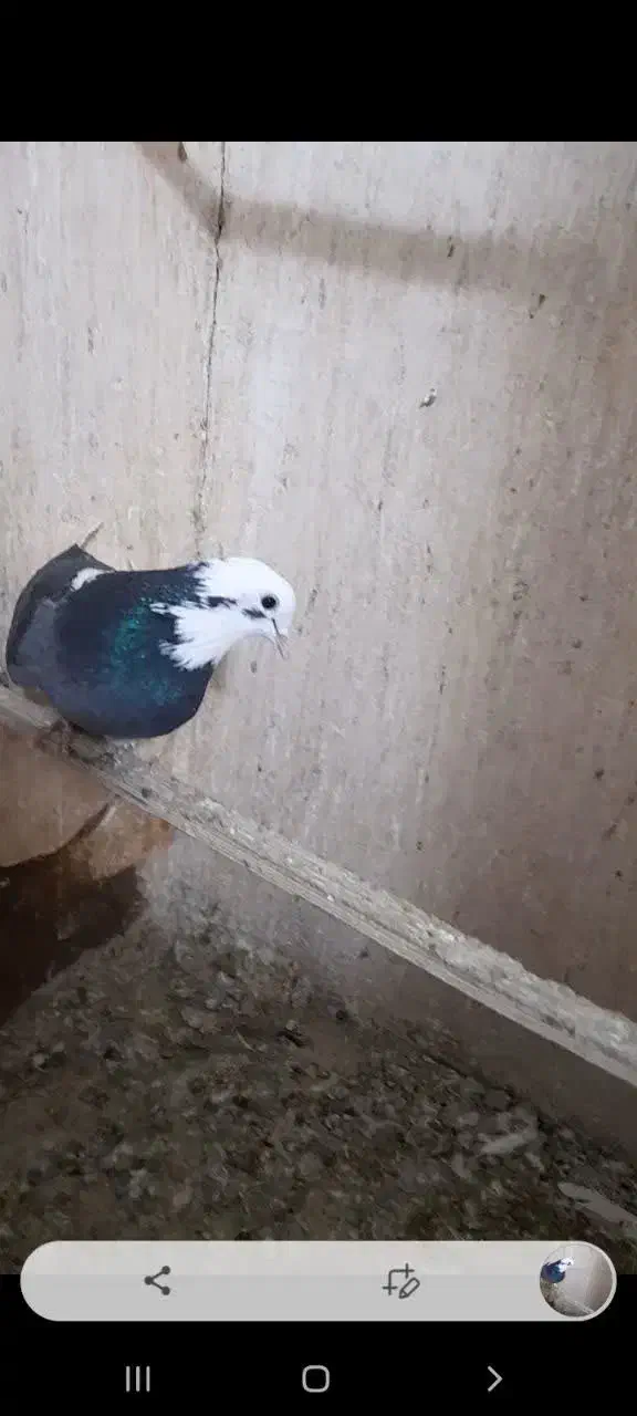 کبوتر گمشده شهر قدس|حیوانات|قدس, شهر‌قدس|دیوار