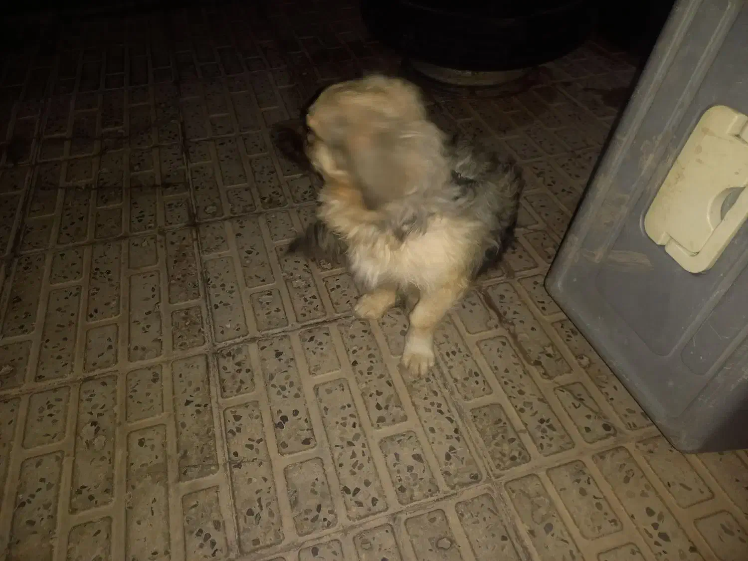 معاوضه سگ پا کوتاه ماده|سگ|کرمان, |دیوار