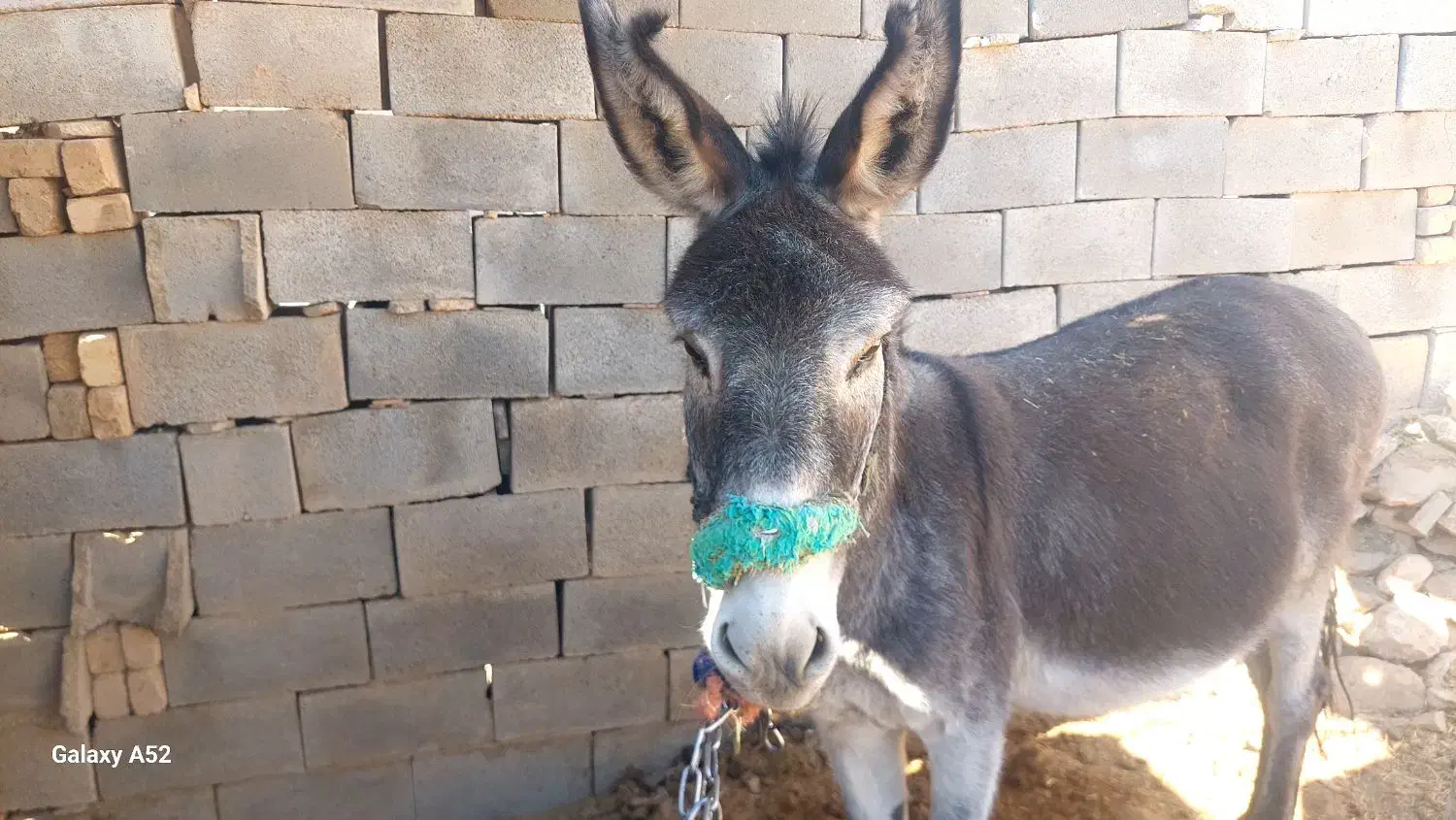 الاق گله ای|حیوانات مزرعه|اردل, |دیوار