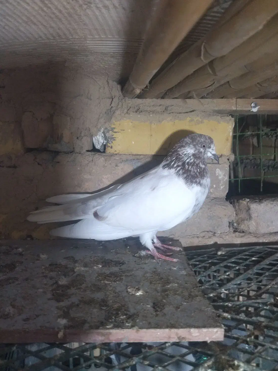 کبوتر ساعتی ماده|پرنده|کلاله, |دیوار