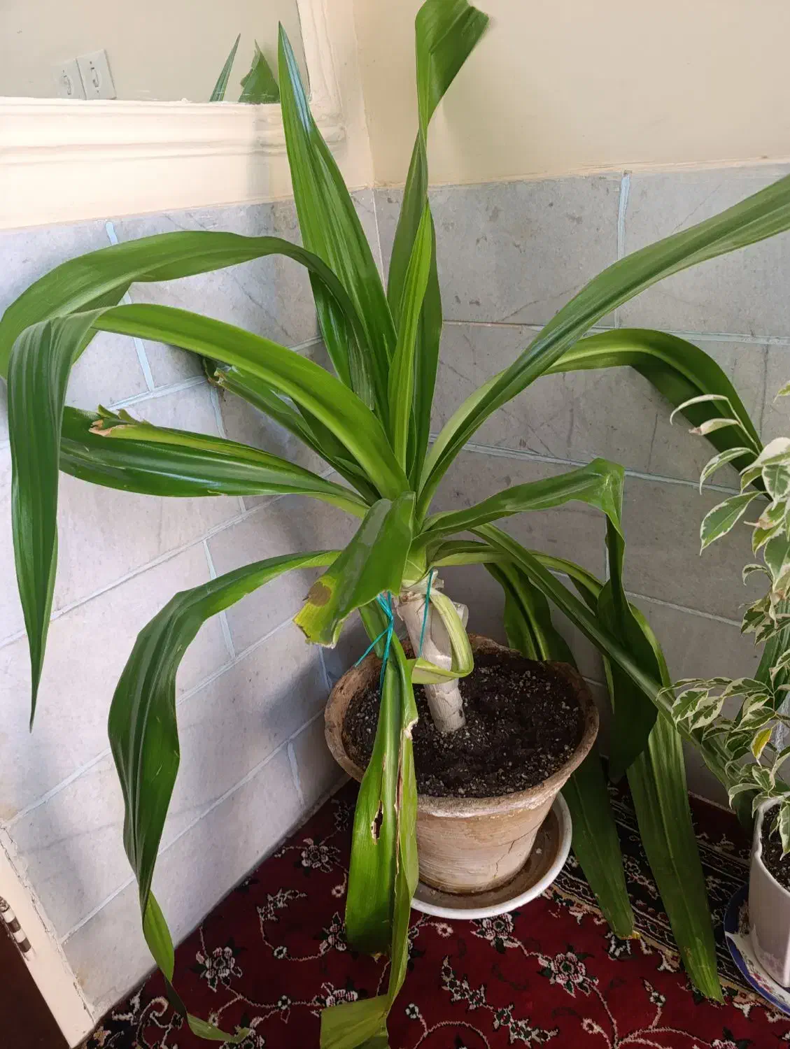 گل سوسن غول پیکر|گل و گیاه طبیعی|یزد, |دیوار