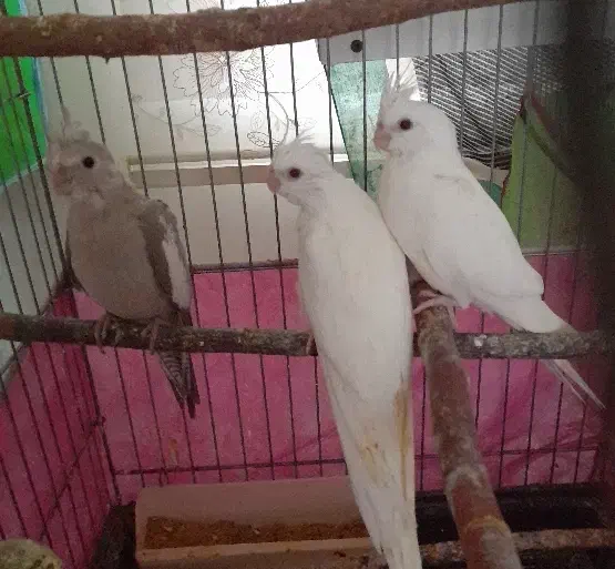 جوجه عروس هلندی آلبینو‌، نسکافه‌ای(معاوضه)|پرنده|کرمانشاه, |دیوار