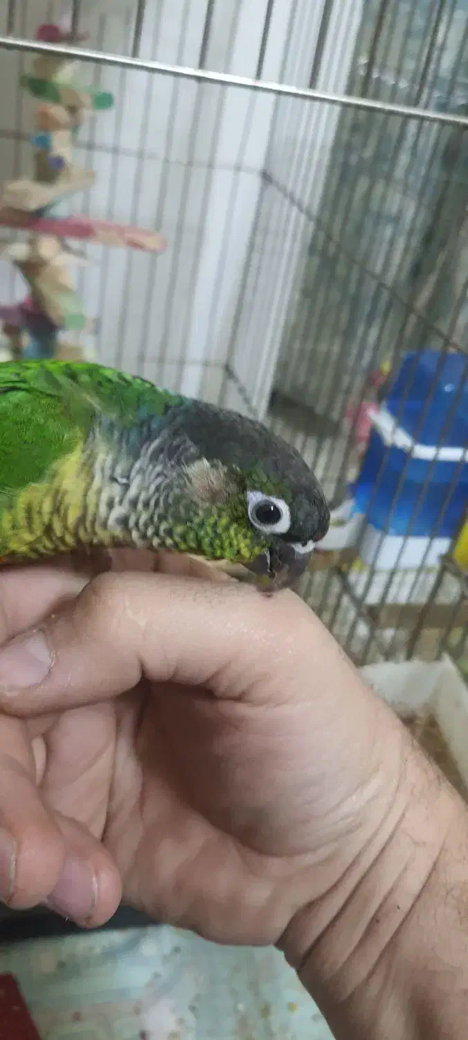 گرینچیک|پرنده|محمدشهر, شهرک پیام (مهرالبرز)|دیوار