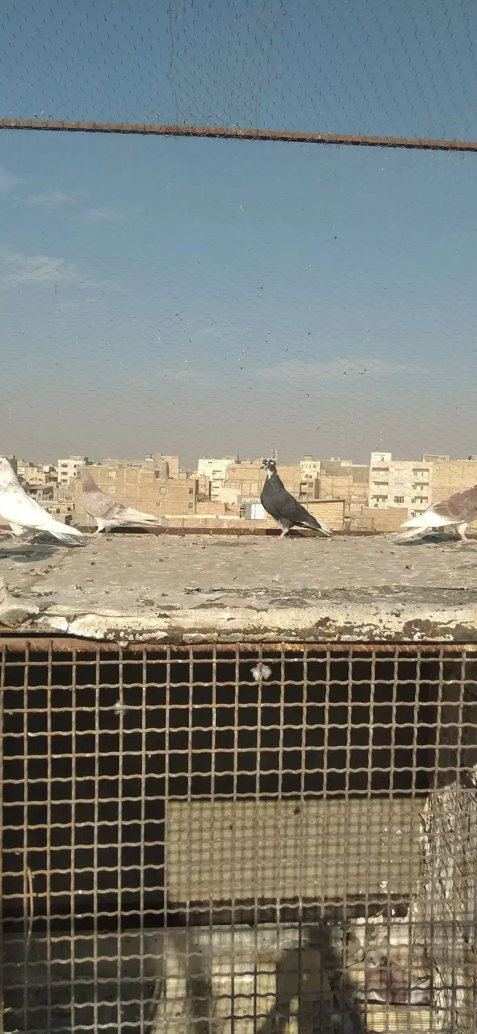 کبوتر گرفتنی|پرنده|مشکین‌دشت, |دیوار