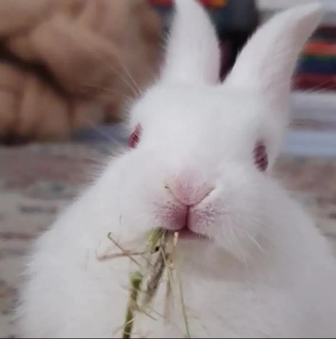 بچه خرگوش|موش و خرگوش|مسجد سلیمان, |دیوار