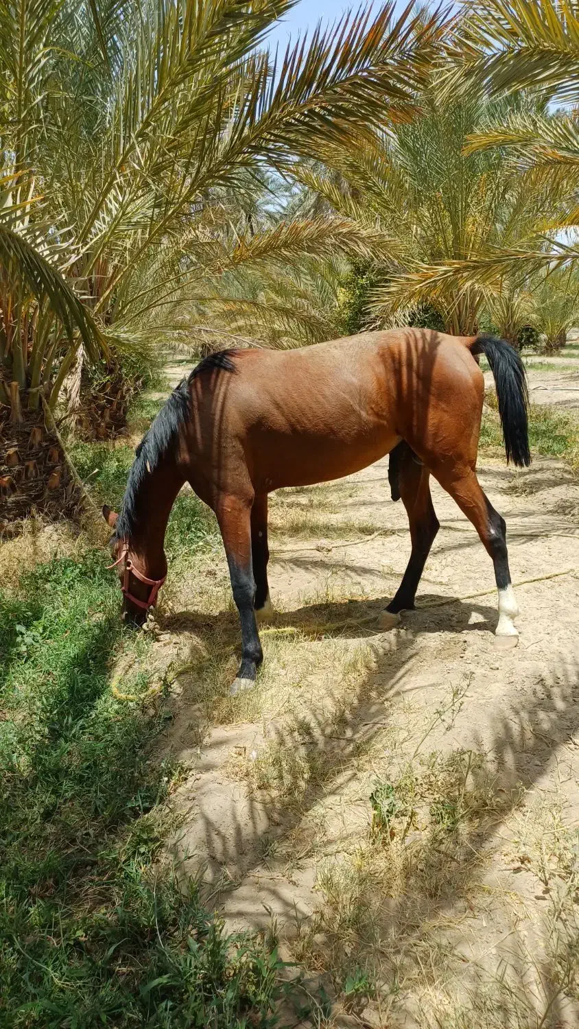 اسب نریان ۳ساله|اسب و تجهیزات اسب‌سواری|جیرفت, |دیوار