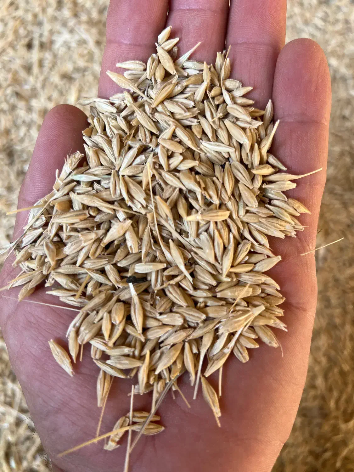 جو آبی جهت کاشت و دام|خدمات باغبانی و درختکاری|آباده, |دیوار