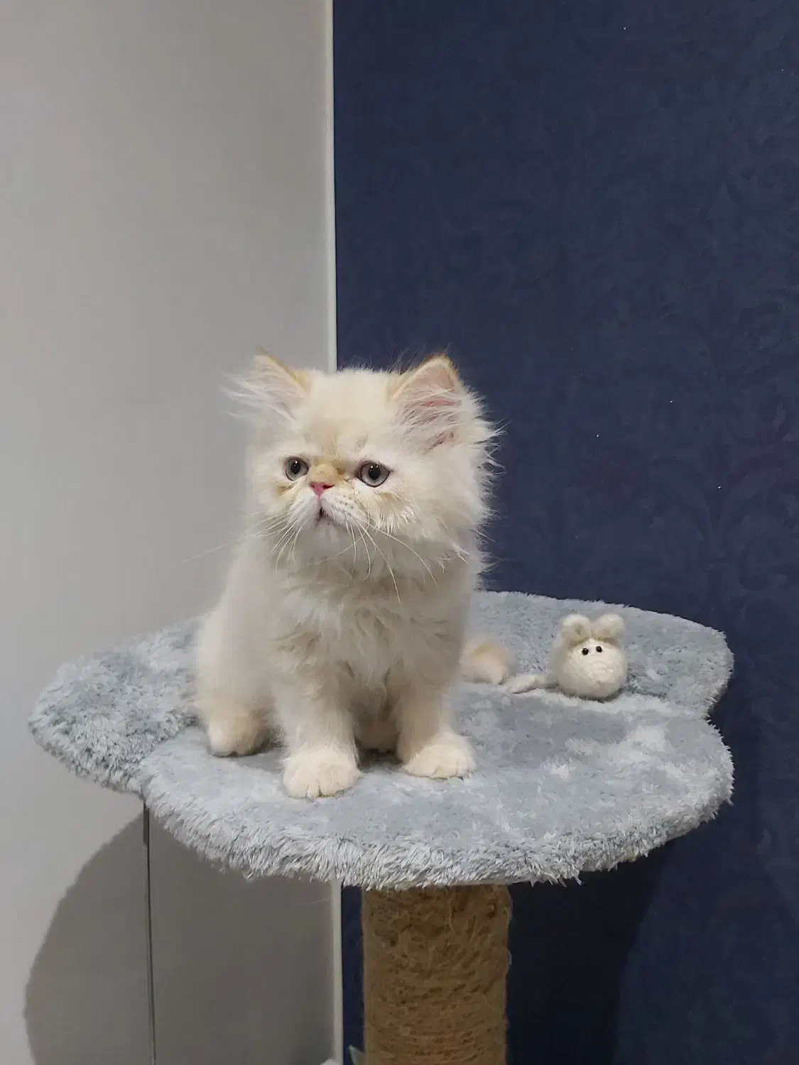 گربه پرشین سوپر فلت واکسناسیون شده|گربه|رشت, رودبارتان|دیوار