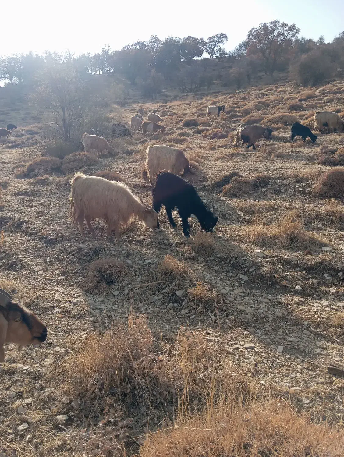 فروش تعدادی بزداشتی|حیوانات مزرعه|لوداب, |دیوار