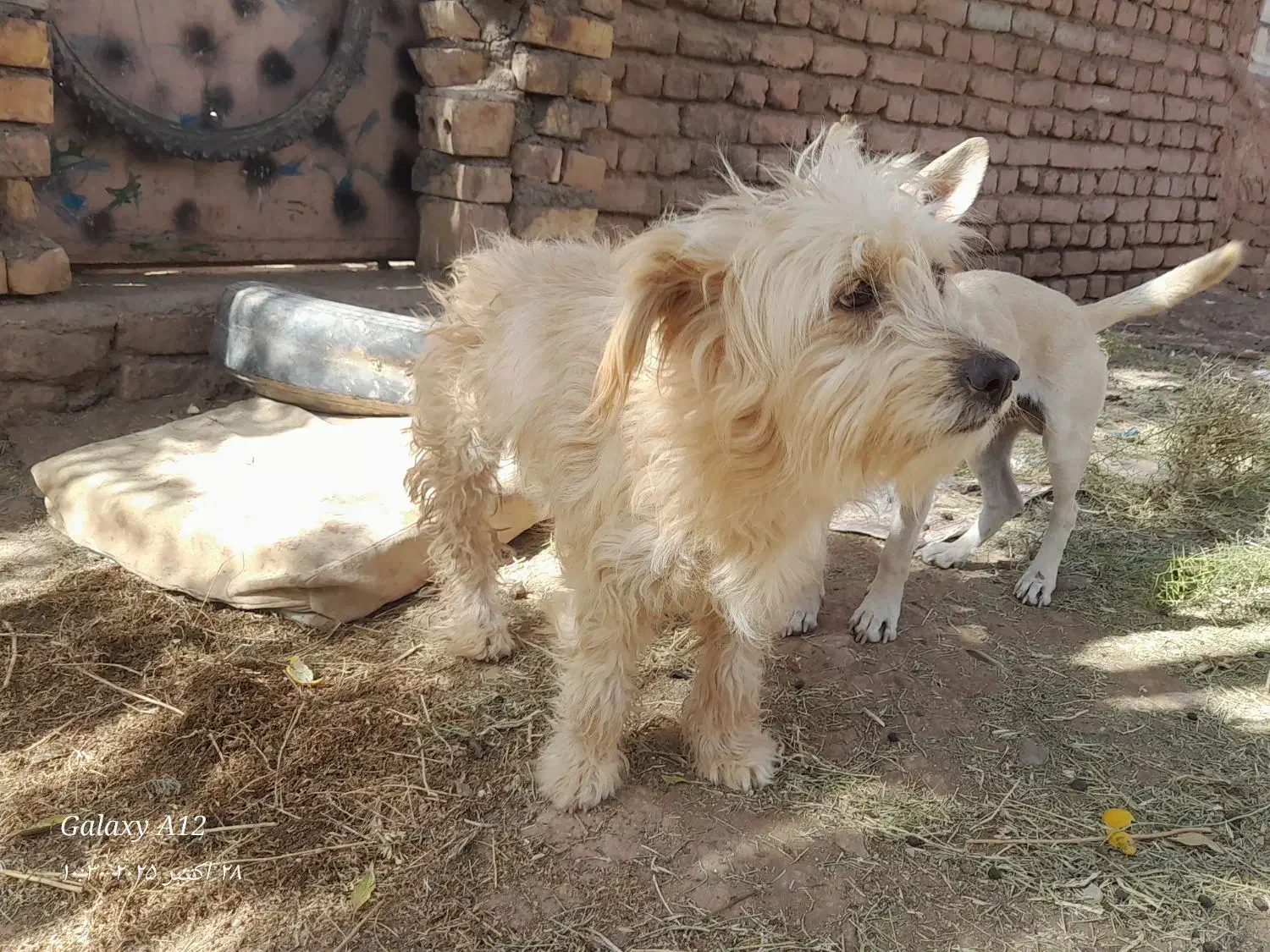 پاپی پشمالو|سگ|تربت‌حیدریه, پائین ولایت|دیوار