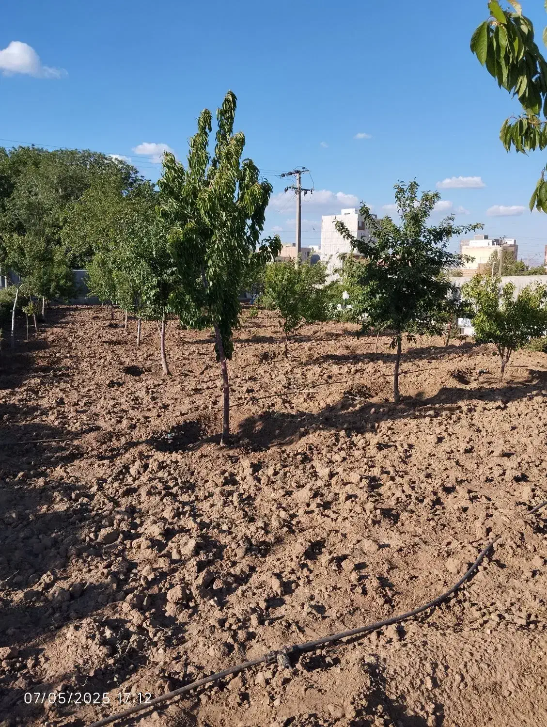 باغبانی|خدمات باغبانی و درختکاری|همدان, |دیوار