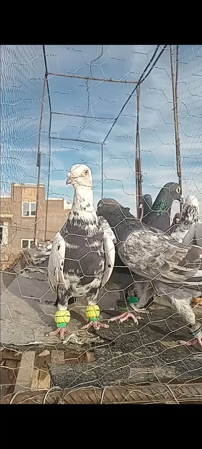 کفتر|پرنده|سبزوار, جنت|دیوار