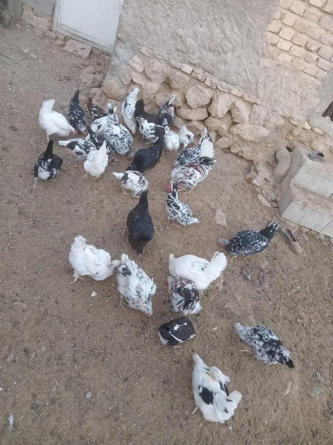 مرغ گلین|حیوانات مزرعه|اقلید, |دیوار