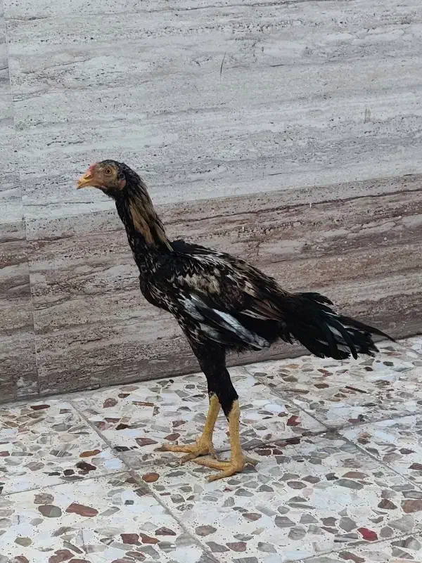 مرغ و خروس لاری اوشامو اصیل|حیوانات مزرعه|اهواز, زرگان|دیوار