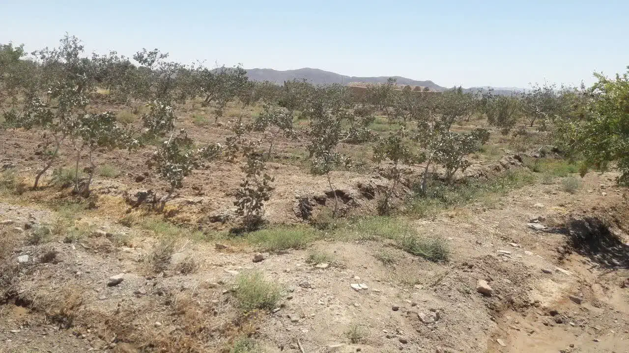 باغ پسته به همراه یک ساعت آب چاه عمیق|فروش زمین و ملک کلنگی|اسلامیه, |دیوار