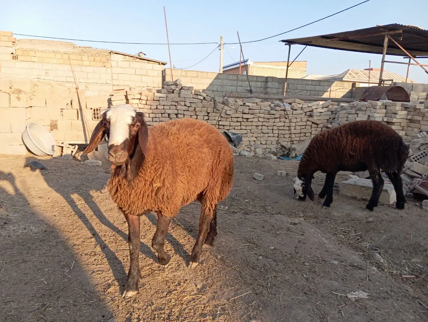 بره پرواری گوشتی نر وماده|حیوانات مزرعه|انبارآلوم, |دیوار