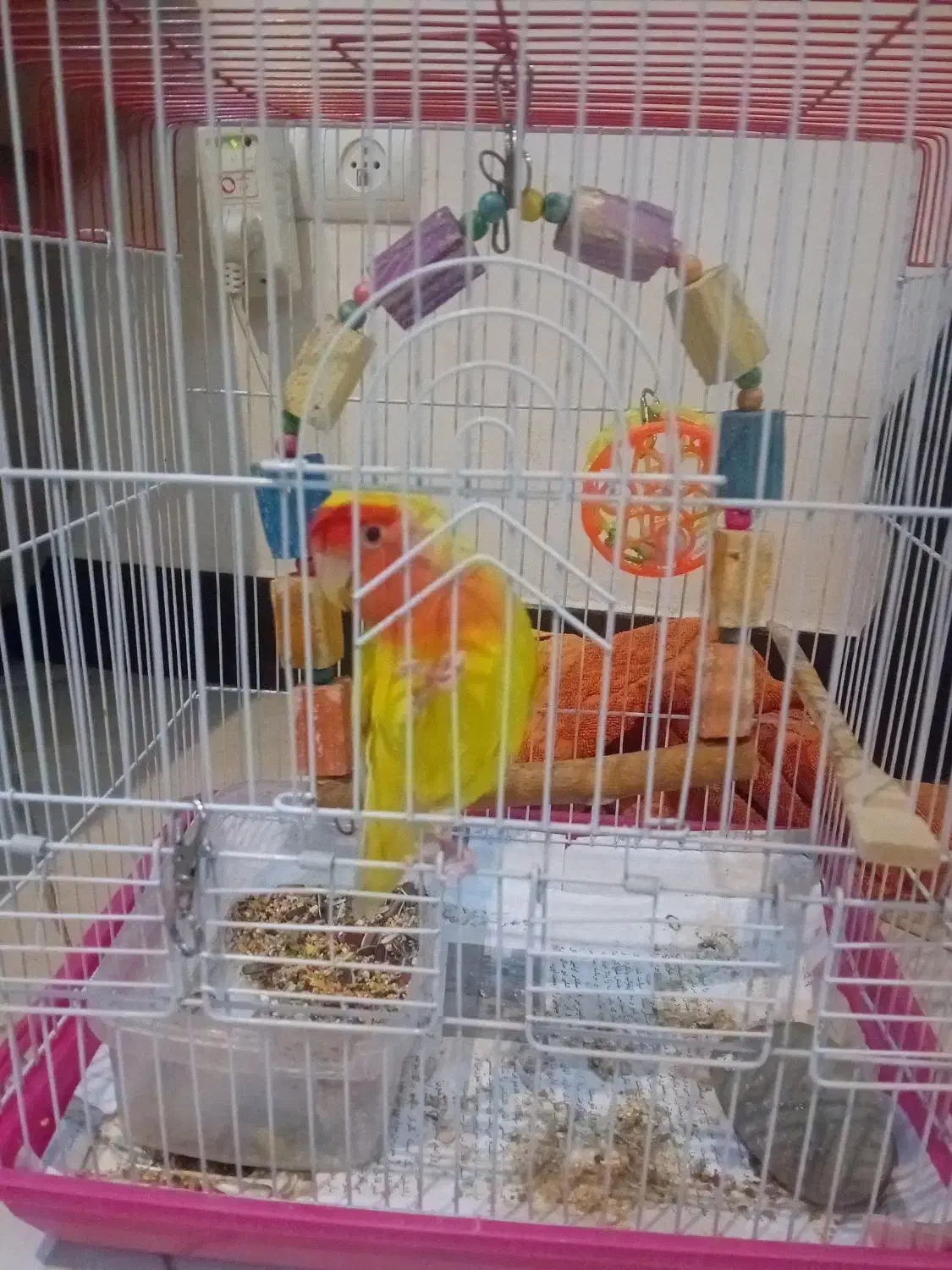 طوطی برزیلی|پرنده|کرج, عظیمیه|دیوار