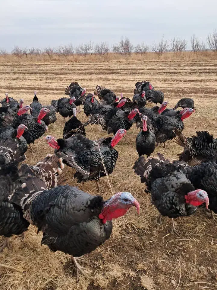 فروش بوقلمون طبیعی|حیوانات مزرعه|اردبیل, |دیوار