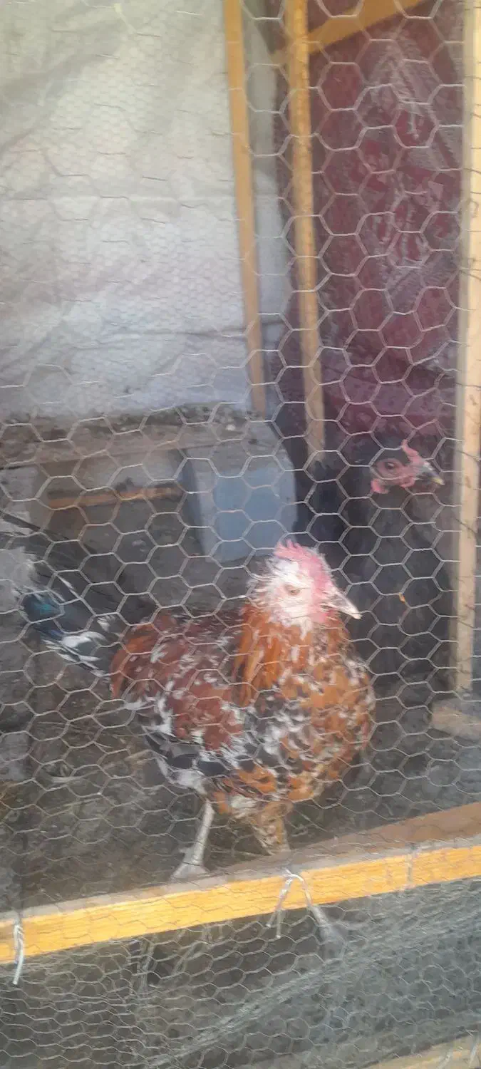 جوجه خروس و مرغ سیاه رنگ درشت|حیوانات مزرعه|جهرم, |دیوار