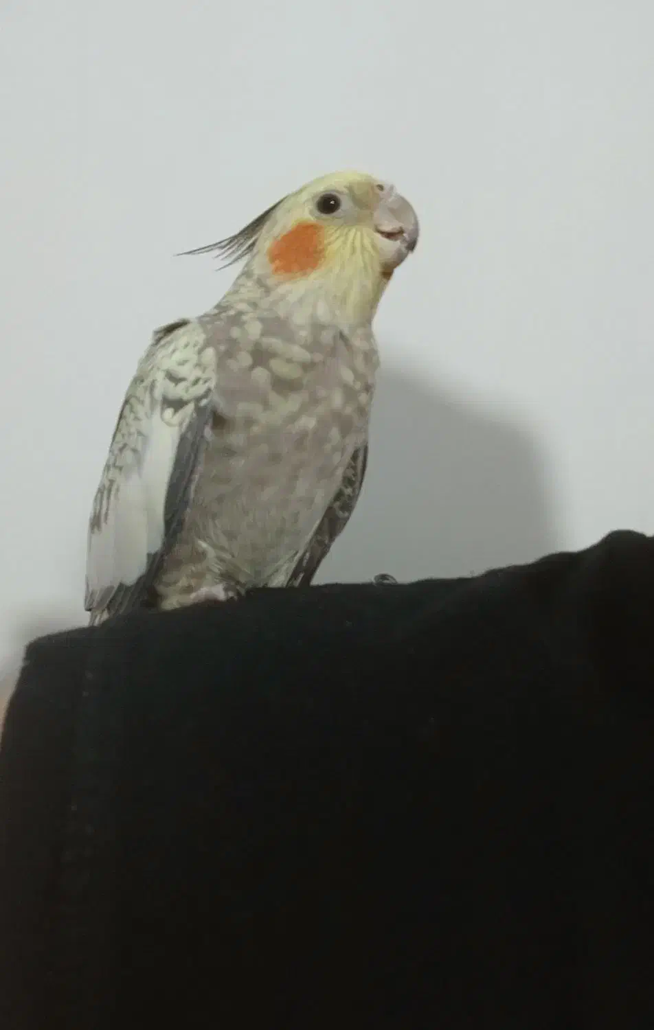 عروس هلندی ماده مینیاتوری ۱۵ ماهه مست مست سخنگو|پرنده|مرند, |دیوار