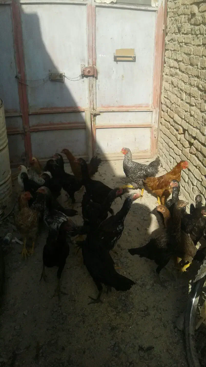 سلام تعدادی جوجه لاری فرشی دارم محلی ها|حیوانات مزرعه|شیروان (خراسان), |دیوار